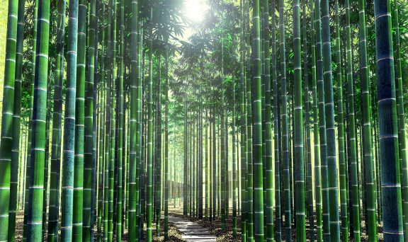 Sản phẩm cây tre - Bambu - Công Ty TNHH Bambu